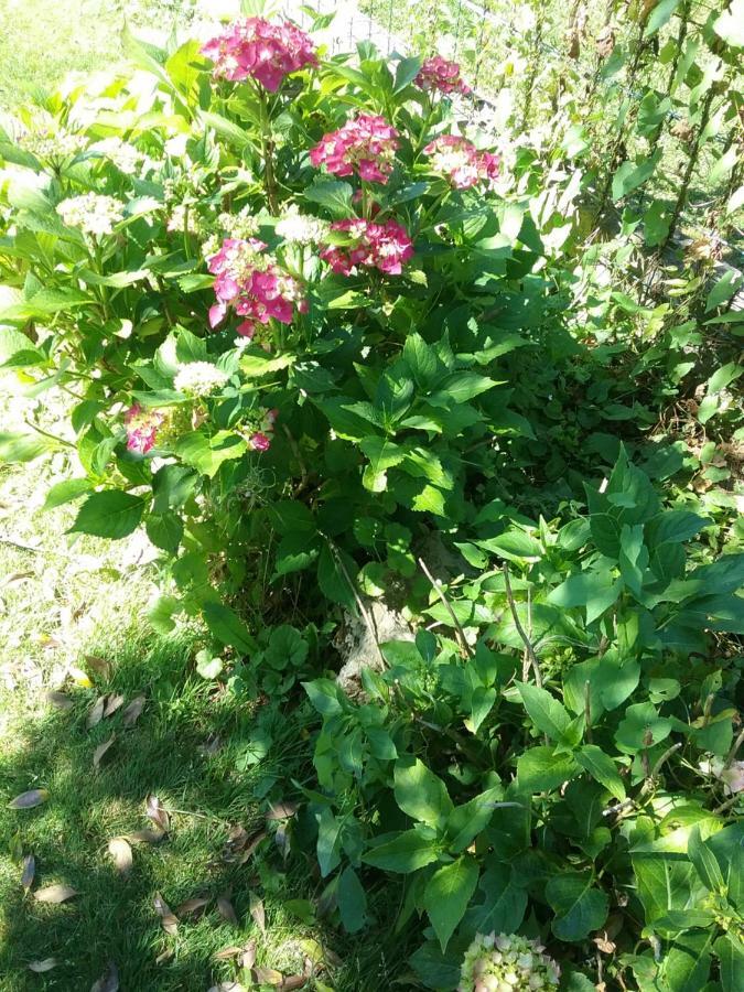 B&B Au Jardin Fleuri มาร์ช-อ็อง-เฟเมน ภายนอก รูปภาพ